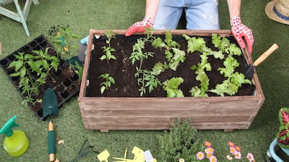 Cultiva alimentos de manera sostenible y orgánica, fomentando el cuidado del medio ambiente.GETTY IMAGES.