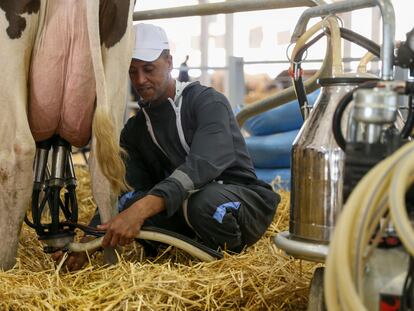 Ordeño en los establos de exposición ganadera del Salón Internacional de Agricultura de Marruecos, el lunes en Mequinez.