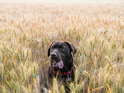 Perro en un campo de espigas