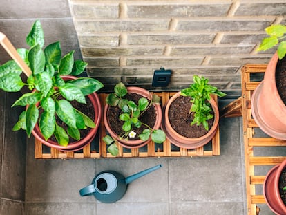 Consejos para cuidar las plantas en verano