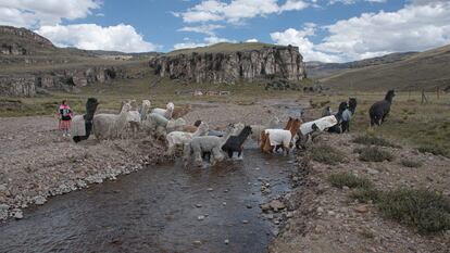 Mujeres de Umpuco al sur de Perú crían alpacas y resisten la sequía más dura de los últimos 60 años.