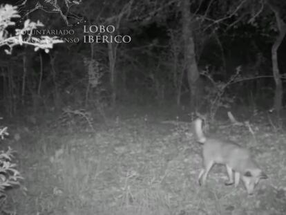 ¿Un chacal dorado entre Álava y Burgos? Expertos creen que el animal de un vídeo muy difundido es un zorro