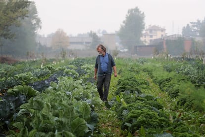 El artista gerundense Joan Crous, de 59 años, pasea el 22 de octubre por el huerto de la cooperativa que fundó en Bolonia, Eta Beta, que trabaja en la inserción laboral de enfermos mentales, toxicómanos y menores migrantes llegados a Italia solos. Eta Beta ha recuperado cinco hectáreas de terrenos industriales contaminados por la tinta de la rotativa de un periódico local, 'Il resto del Carlino', para cultivar hortalizas ecológicas.