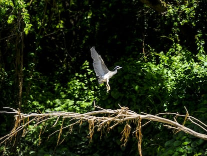 Un ave vuela junto al río Lempa en El Salvador.