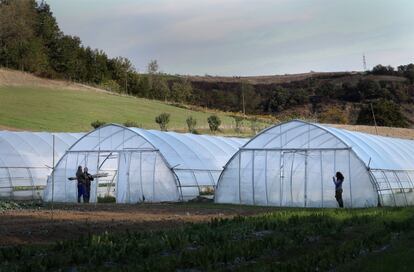 En la hacienda Ca' de Cesari, en las cercanías de Bolonia, trabajan cinco operarios agrícolas, todos menores de 40 años. Cultivan hortalizas y frutas sin fertilizantes químicos ni pesticidas y solo de temporada. El Parlamento Europeo dio luz verde el 20 de octubre a la estrategia “De la Granja a la Mesa”, que recoge que para 2030 el 25% de la superficie agraria total de la Unión Europea sea ecológica.