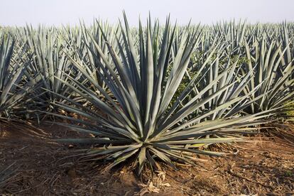Campos de agave azul, el único empleado en la elaboración de tequila, en los terrenos de Melly Barajas.