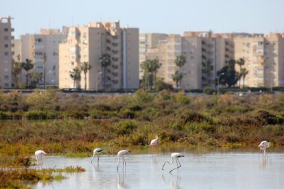 Flamencos en la humedal junto a Urbanova.