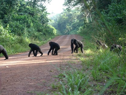 Uno de los mayores inmpactos de la minería lo provocan las infraestructuras para transportar el mineral. En la imagen, un grupo de chimpancés cruza una carretera en Bossou, Guinea.