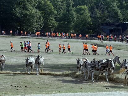 Varios corredores en el zoo Thoiry en las cercanías de París.