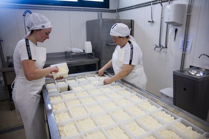 Elaboración de queso en Gandería Quintián, en Lugo. Ofrecen tres variedades, uno fresco y dos de pasta blanda, Agarimo y Néboa. 