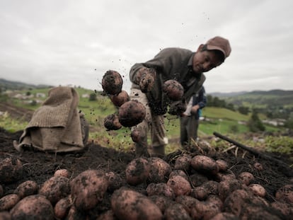 Un agricultor en Ventaquemada cosecha papas, en 2020.