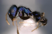 Descubren una rara especie de hormiga de color azul metálico