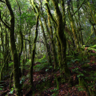 Este parque natural parece la selva de Costa Rica pero está en España