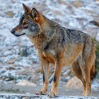 ASCEL
(www.loboiberico.com) es una asociación de trescientos cincuenta socios que trabaja
por promover una población ecológicamente funcional de lobos en España