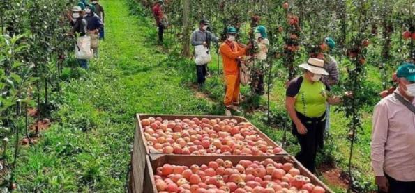 Produtores de maça se preparam para a Primavera