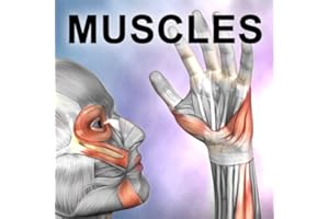 Learn Muscles: Anatomy