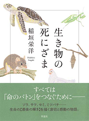 セミが最期に見ているのは？『生き物の死にざま』