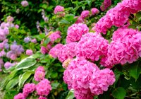 Veste, kaj simbolizirajo rožnate hortenzije?