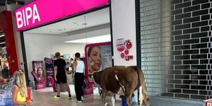 Nenavaden prizor v trgovskem centru: krava zakorakala v trgovino