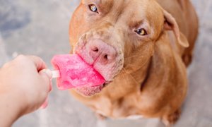 Nov trend za vroče 'pasje dneve': pasji sladoled