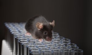 Eksperimentalno zdravilo življenjsko dobo miši podaljšalo za 25 odstotkov
