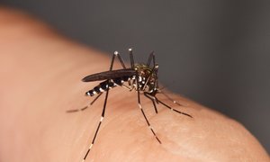Tigrasti komar je v Evropi že domačin, zdaj se širi še ščitar