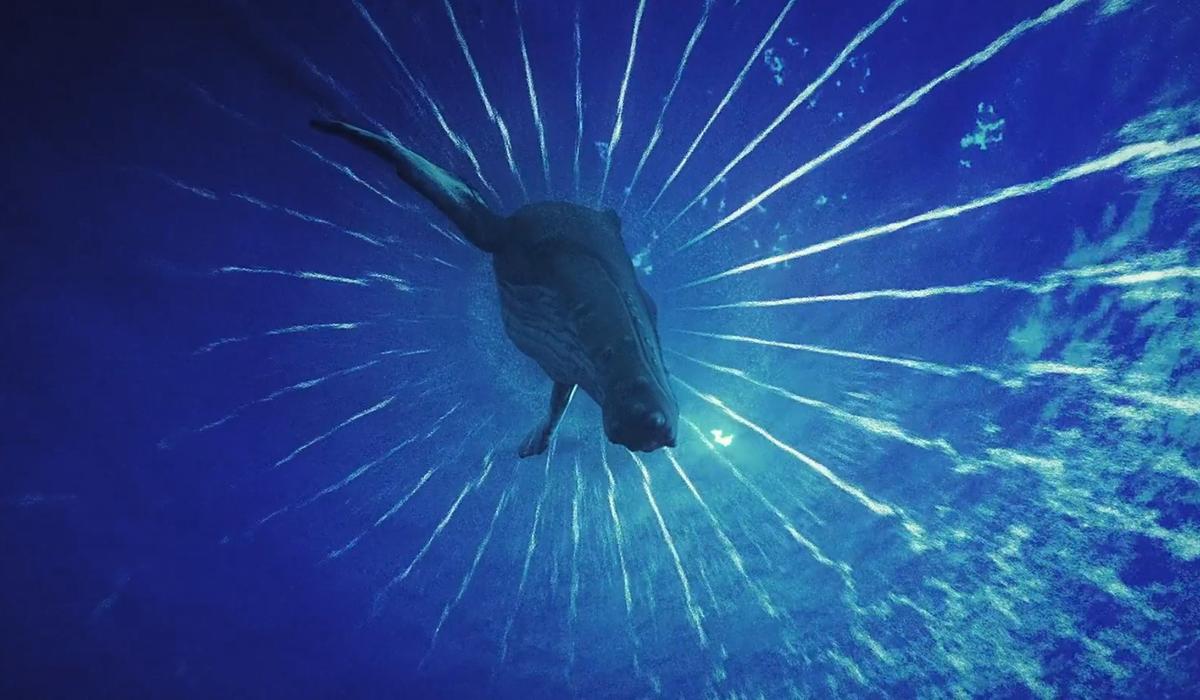 A whale seen underwater from below, white lines emanate from it, representing sound