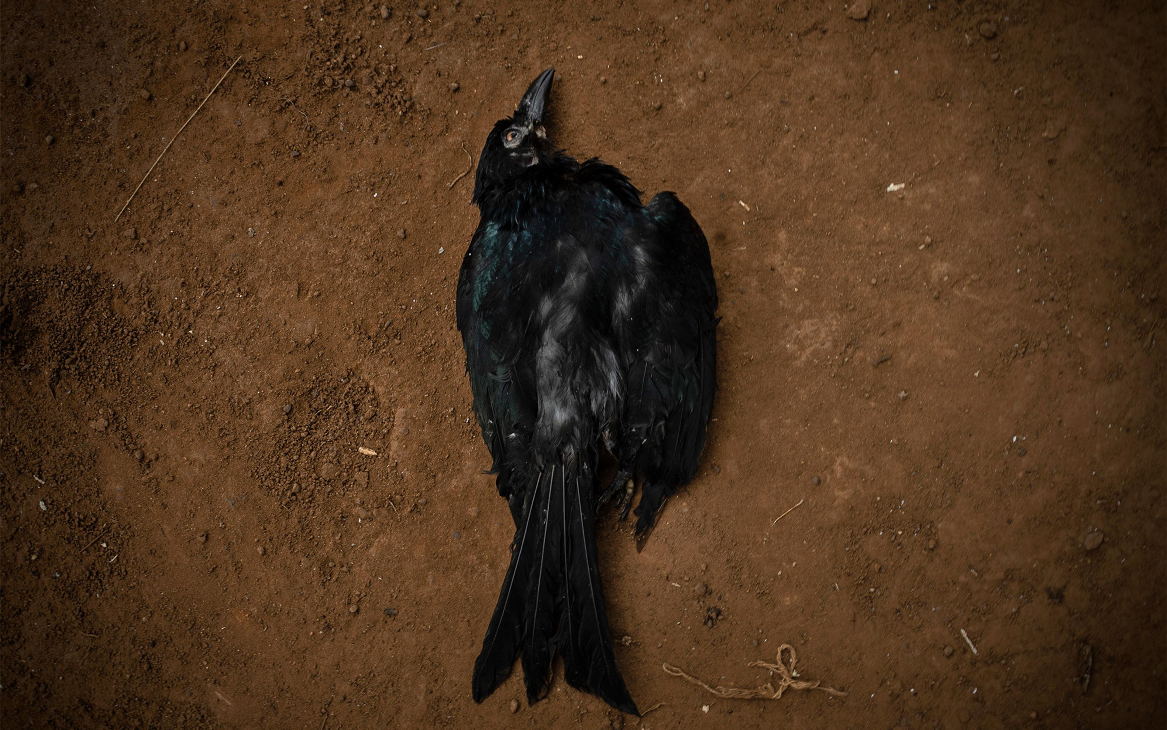 Photograph of a dead black bird lying on brown soil with its head turned to the side.