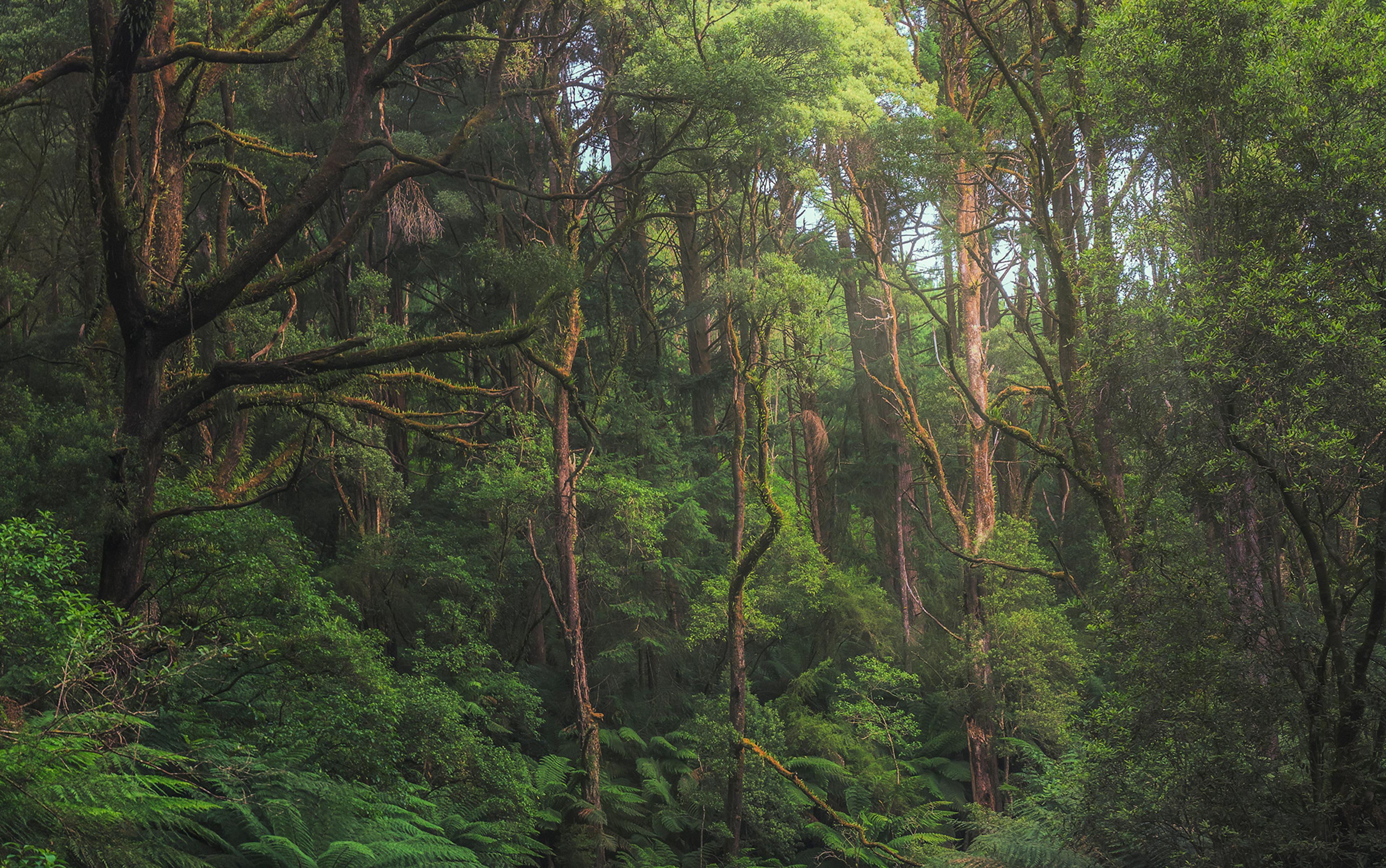 A dense forest with tall trees covered in moss, lush green foliage and ferns on the forest floor.