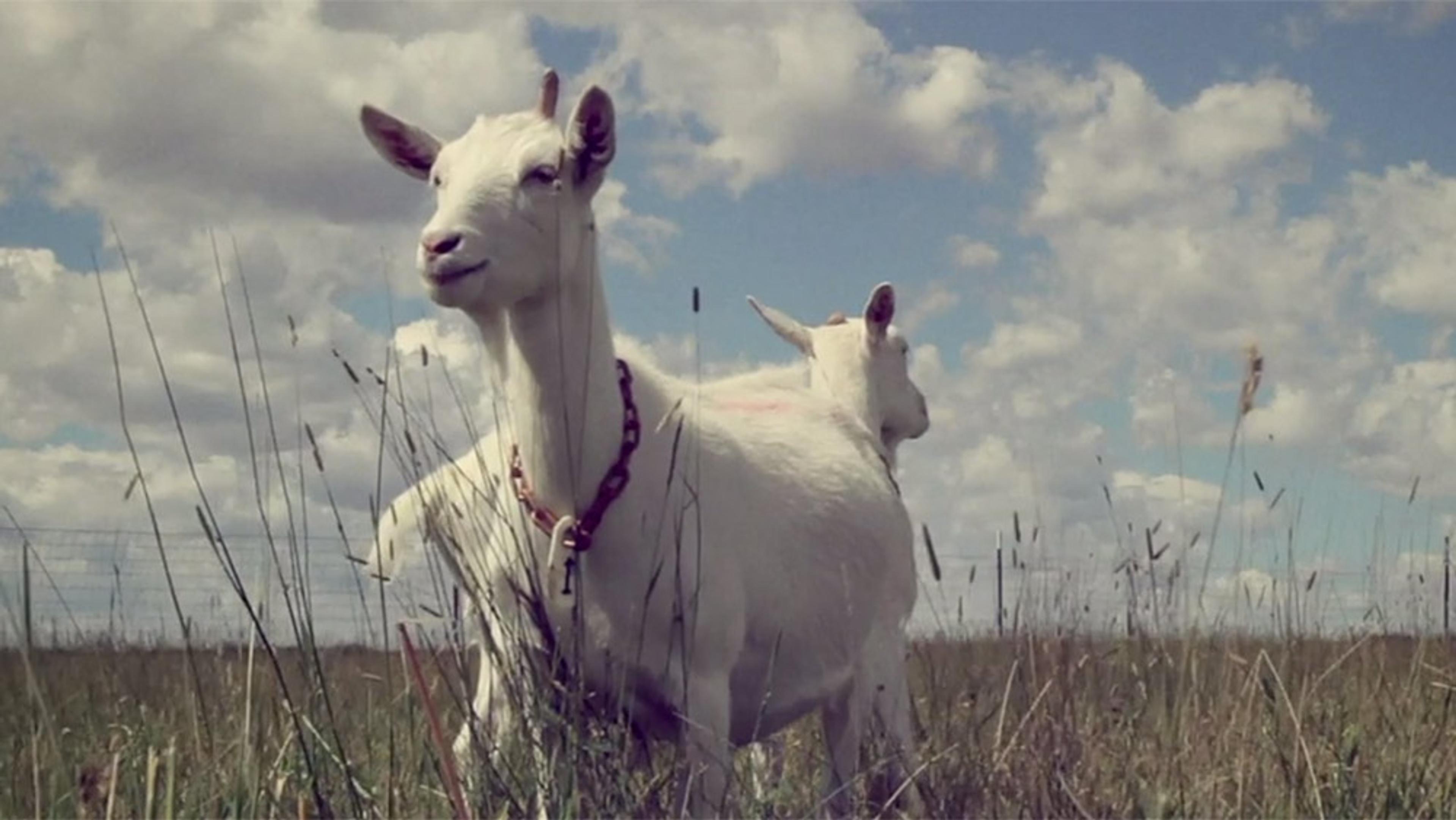 Two white goats standing in a grassy field under a partly cloudy sky. One goat is in the foreground, facing left.