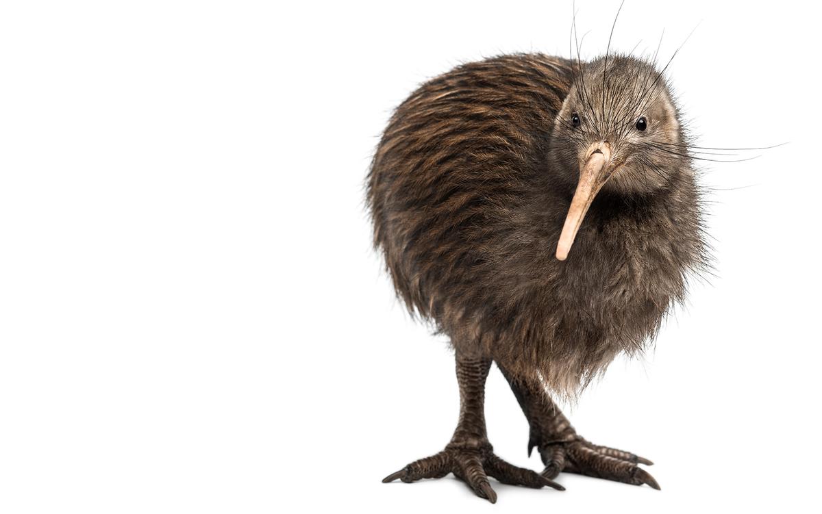 Close-up of a kiwi bird with a long beak and shaggy brown feathers, standing against a white background.