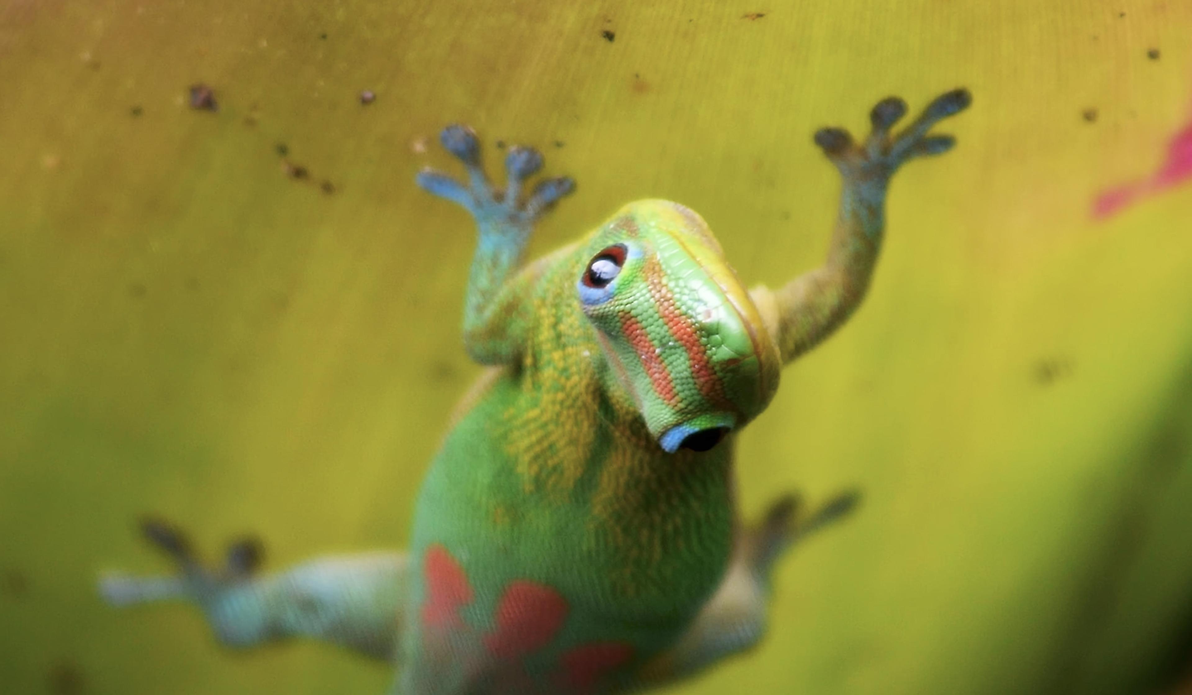 Close-up of a green gecko with red markings and blue eyes, clinging upside down to a leaf.