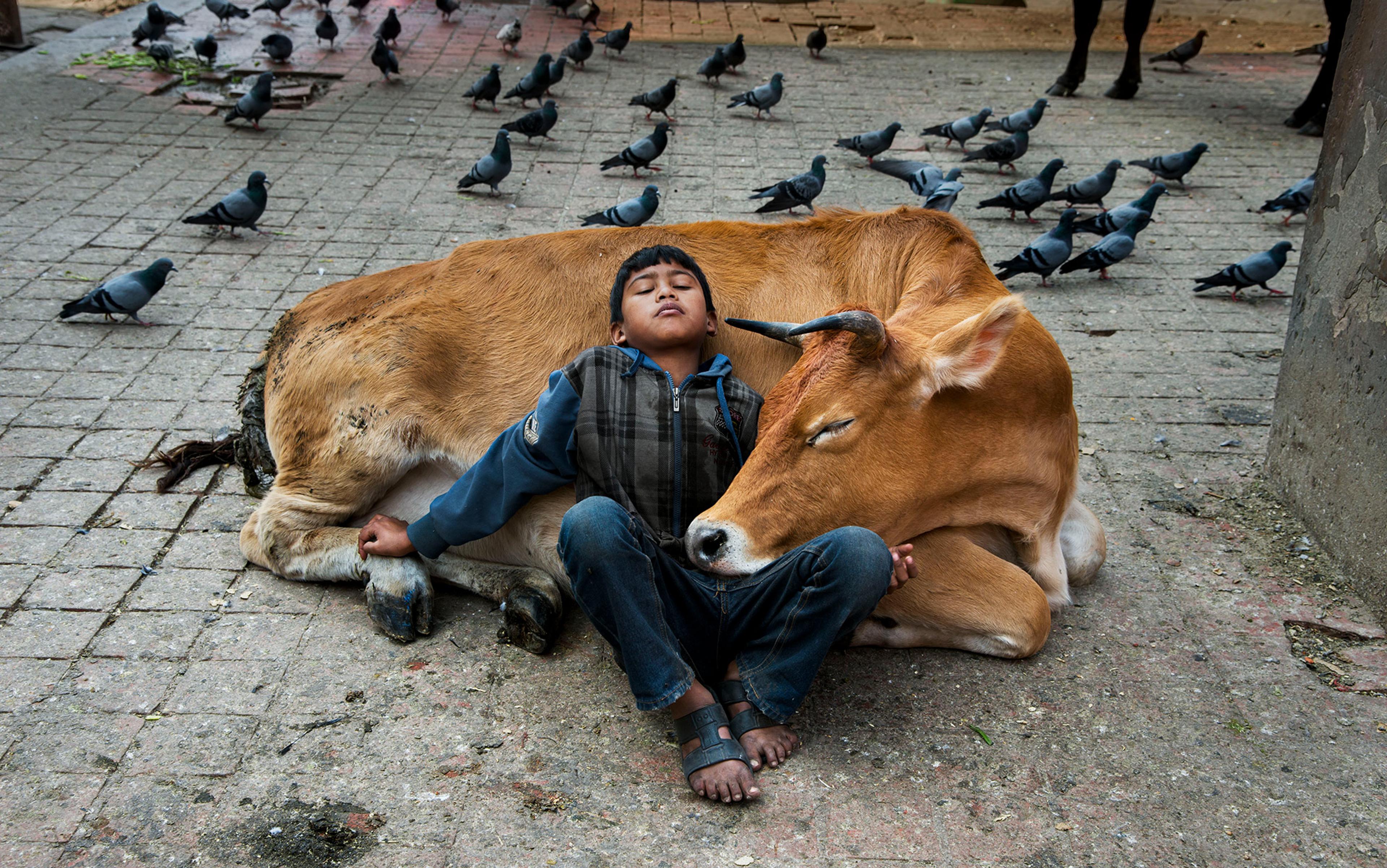 A boy sleeps sitting against a resting cow on a paved street, surrounded by pigeons.