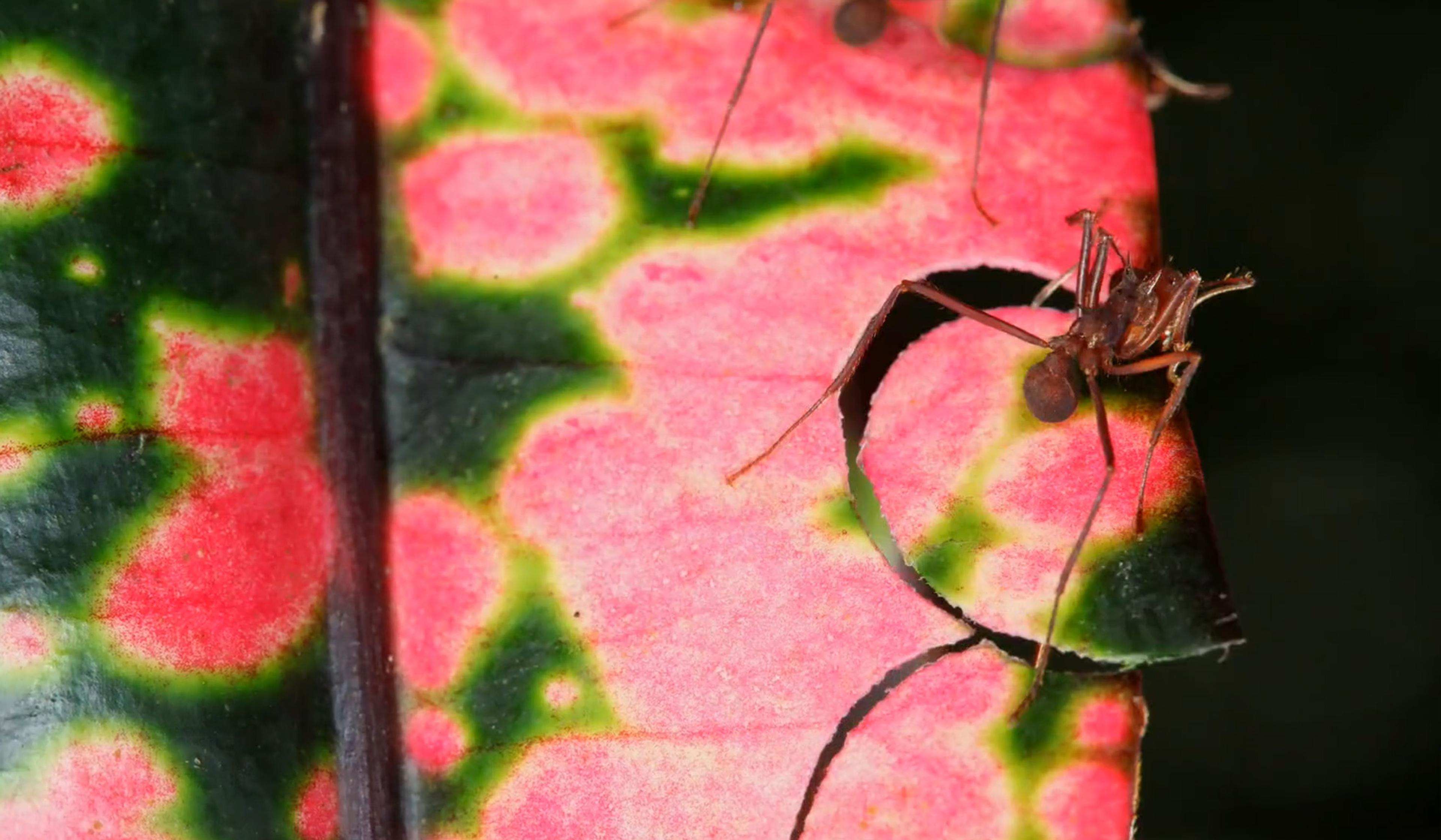 Close-up of a leafcutter ant cutting a vibrant green and pink leaf with distinct veins, showcasing the intricate patterns and the ant’s detailed body.