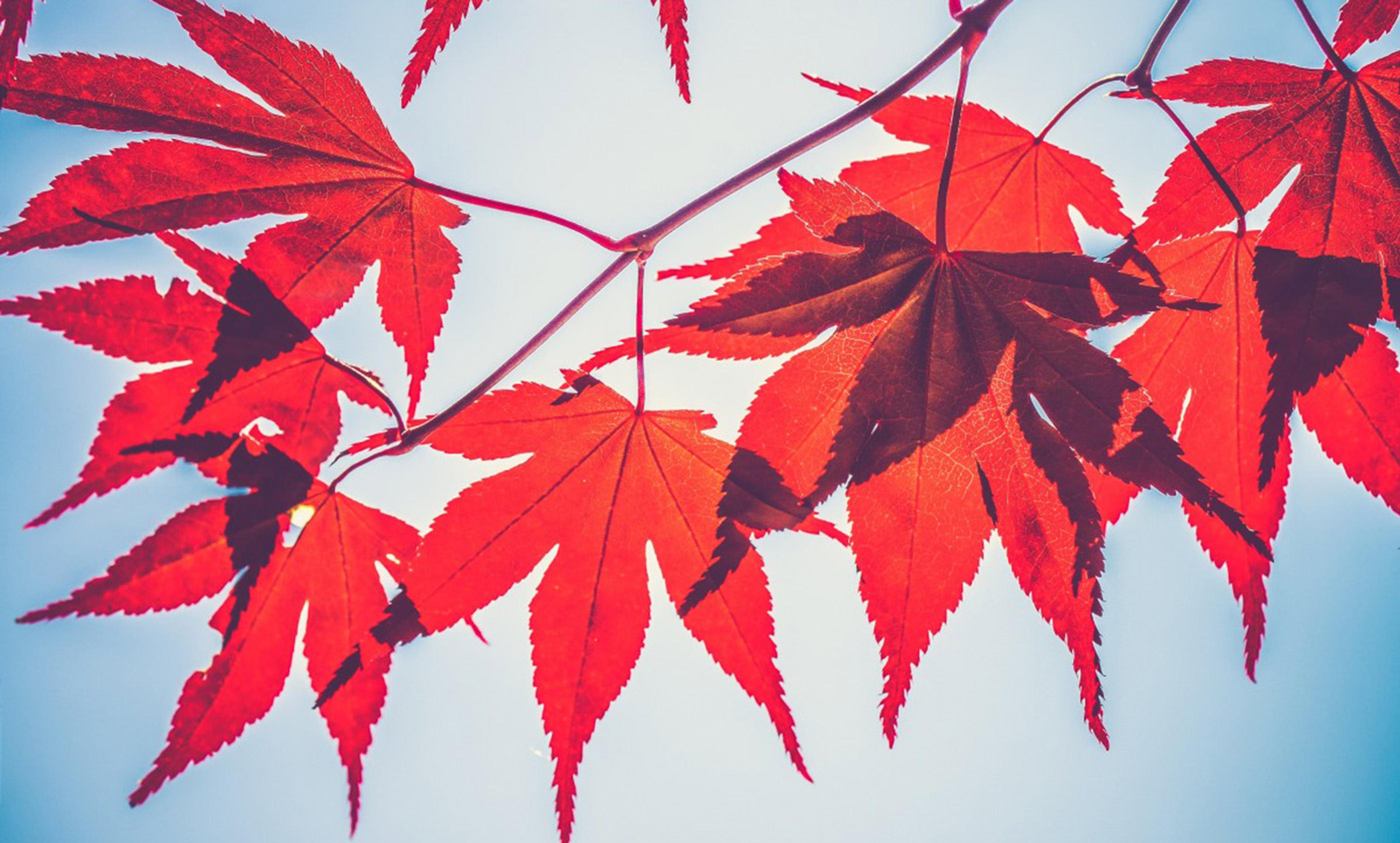 Red autumn leaves on a branch against a pale blue sky, highlighting the intricate veins and shapes of the leaves.