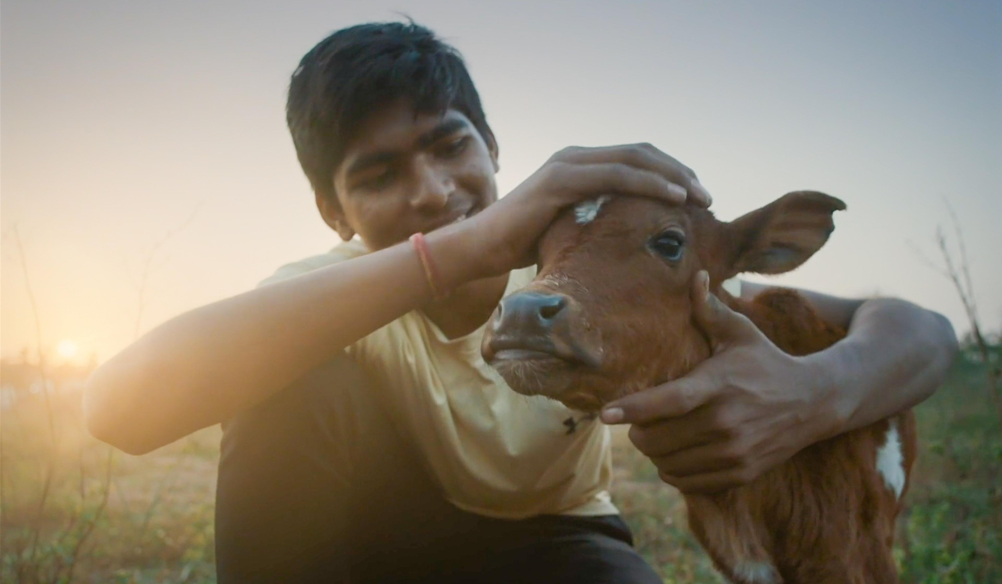 A person gently caressing a calf’s head, both looking content, in a field during sunset.