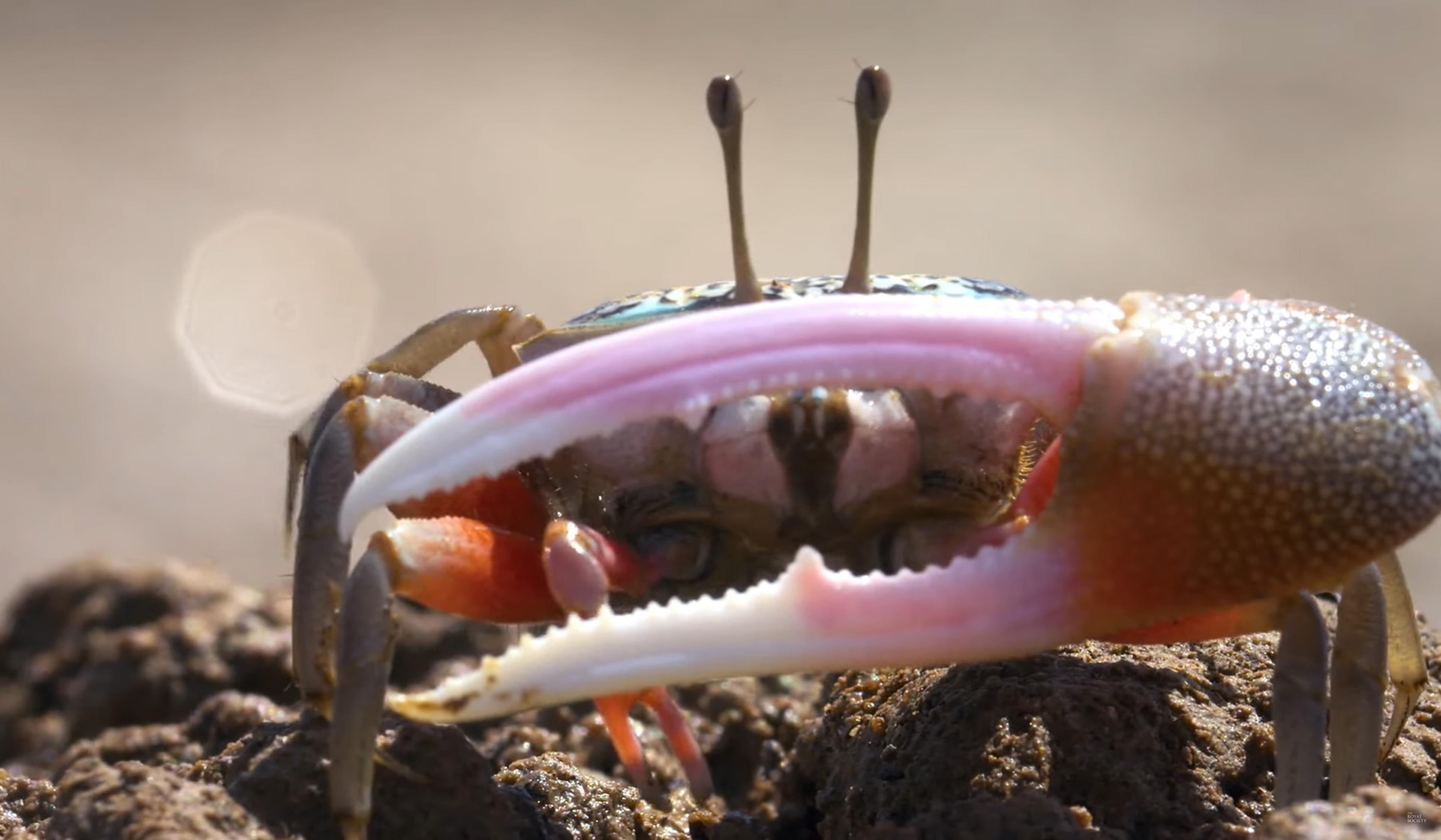 Close-up of a colourful crab with a large claw on a muddy surface, displaying prominent eye stalks.