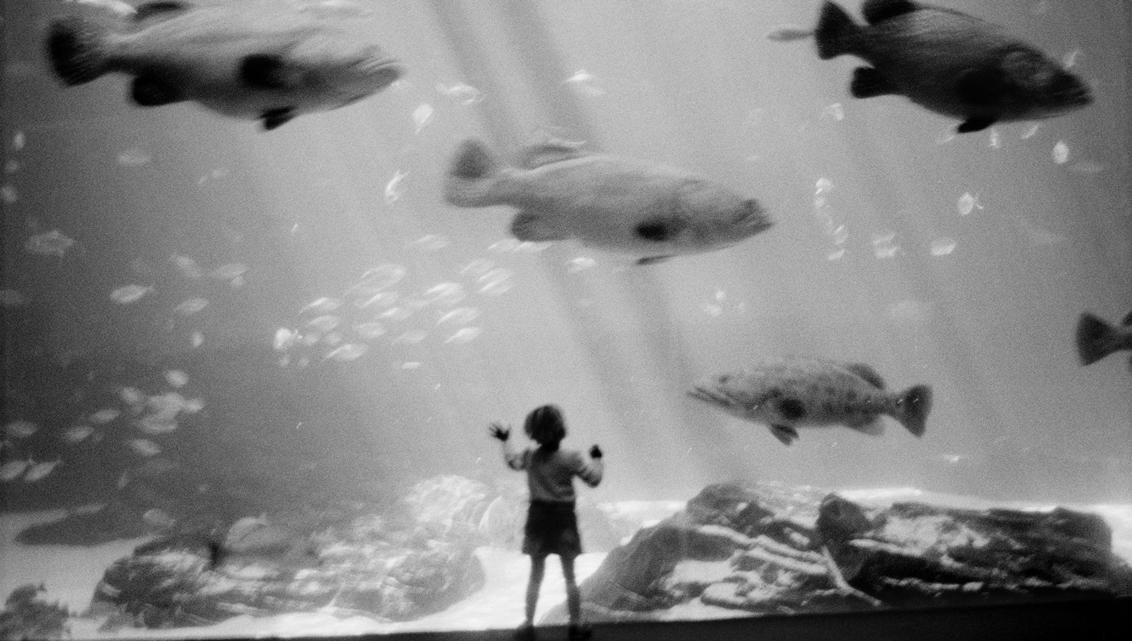 Black-and-white photo of a child standing in front of a large aquarium, watching big fish swim by.