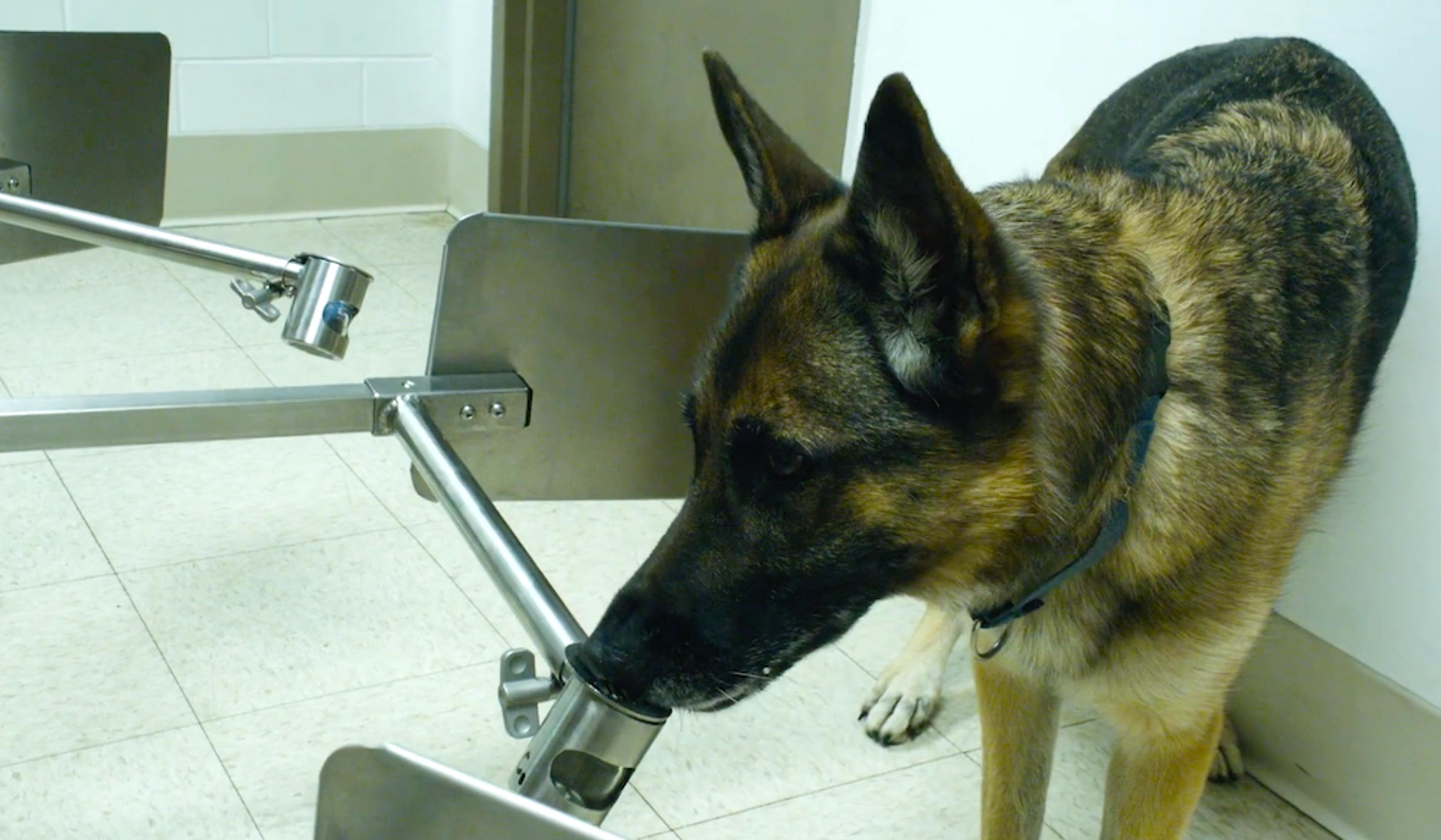 German Shepherd dog sniffing a metal container in a laboratory facility.