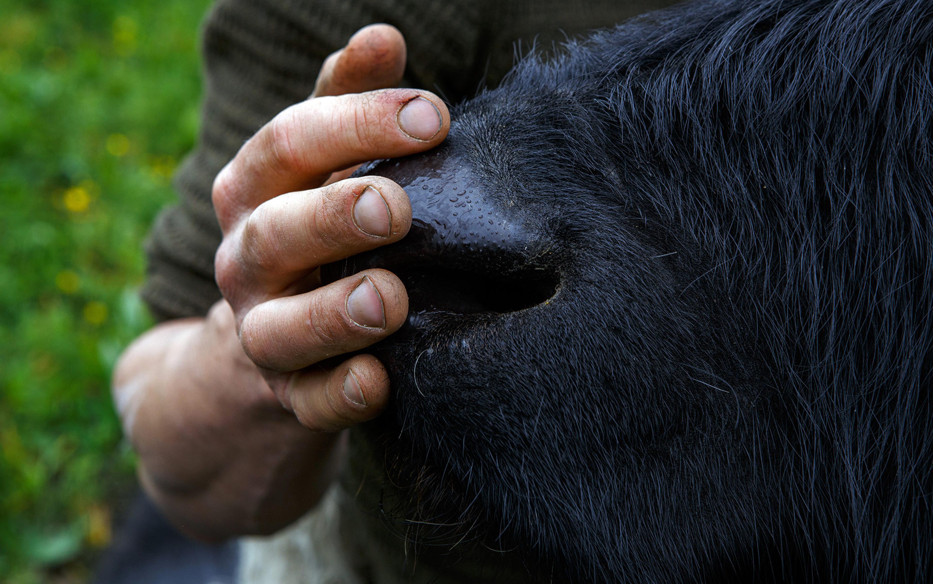 Close-up of a person’s hand gently holding the wet snout of a black cow, with a blurred green background.