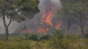 Un feu de forêt à Vidauban le 11 juin 2024
