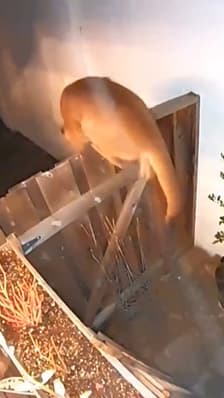 Californie: un puma sème la panique dans un quartier résidentiel 