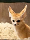 Chattanooga Zoo Welcomes 4 New Fennec Foxes