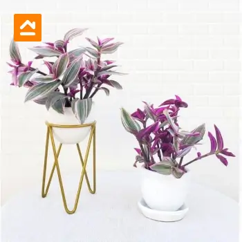 pedestal-de-escritorio-victoria-petit-dorado-con-planta-rosa