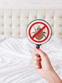 Why bedbug exposure can be harmful: Key health risks and preventive measures