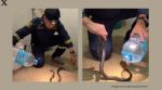 Man traps cobra in a plastic bottle