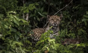 corrupção tráfico animais silvestres