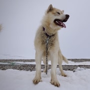 Un chien de traîneau est attaché par une chaîne, près de Resolute Bay, dans le nord du Nunavut, en juin 2022.