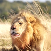 Un lion dans la savane.