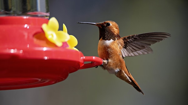 Un colibri roux mâle en train de s'agripper a une mangeoire.